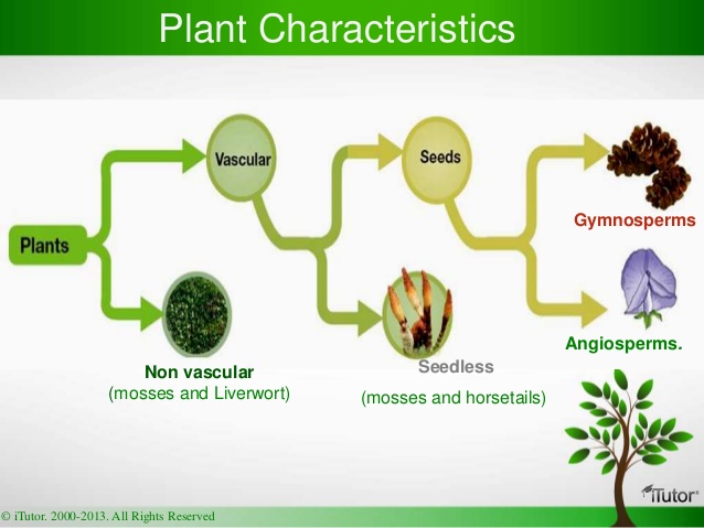 list four characteristics of plants
